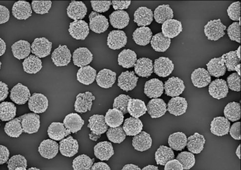 Non-functionalized silica nanoparticles 1�m